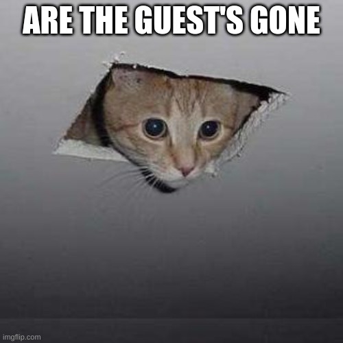 Me | ARE THE GUEST'S GONE | image tagged in memes,ceiling cat | made w/ Imgflip meme maker