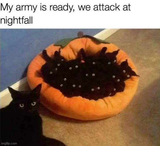 Ready for spooking | image tagged in memes,animals,cats,cute,cat,funny memes | made w/ Imgflip meme maker