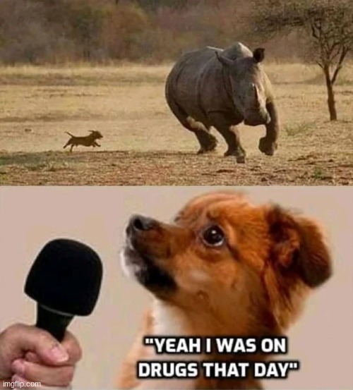 Courage? | image tagged in dog chasing rhino,memes,funny,animals | made w/ Imgflip meme maker