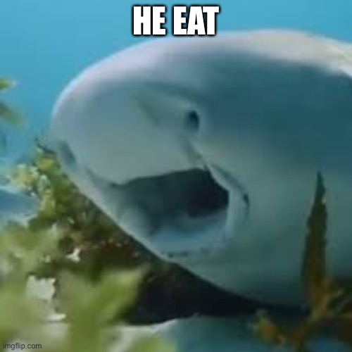 A good boi | HE EAT | image tagged in shark,cute | made w/ Imgflip meme maker