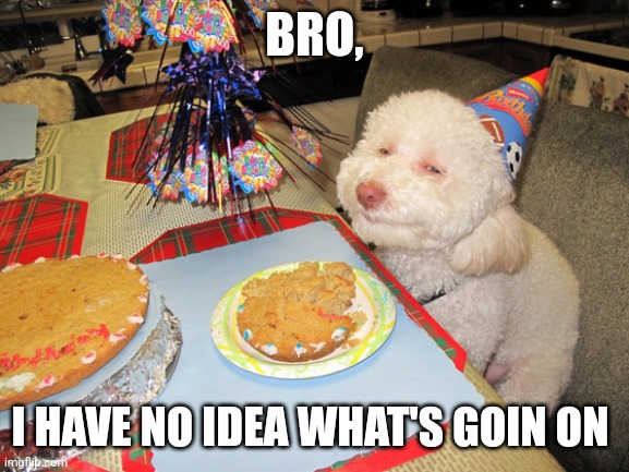 Birthday boy gets more baked than the cake | BRO, I HAVE NO IDEA WHAT'S GOIN ON | image tagged in stoned dog birthday,dogs,funny,meme,memes,dank memes | made w/ Imgflip meme maker