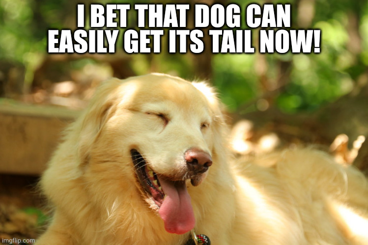 Dog laughing | I BET THAT DOG CAN EASILY GET ITS TAIL NOW! | image tagged in dog laughing | made w/ Imgflip meme maker