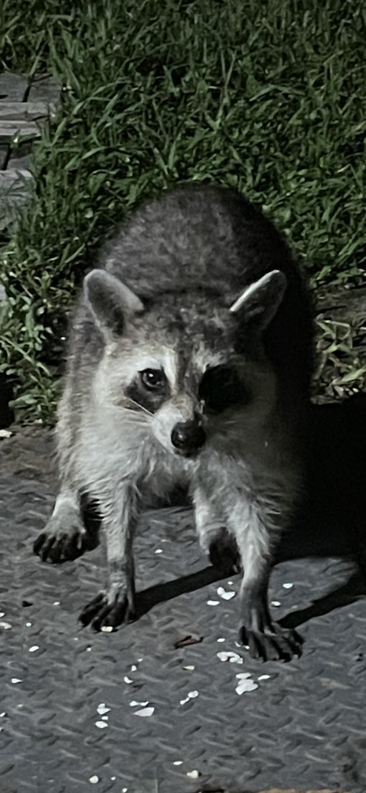 Mr. Coon Blank Meme Template