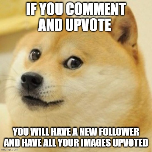 wow doge | IF YOU COMMENT AND UPVOTE; YOU WILL HAVE A NEW FOLLOWER AND HAVE ALL YOUR IMAGES UPVOTED | image tagged in wow doge | made w/ Imgflip meme maker