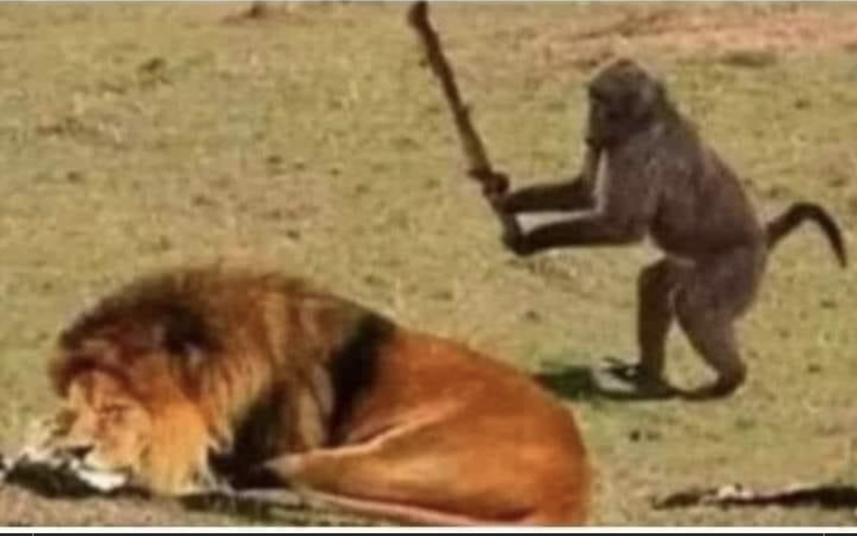 High Quality Lion and Monkey Blank Meme Template