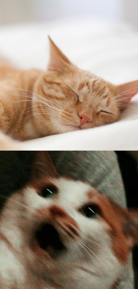 High Quality cats Blank Meme Template