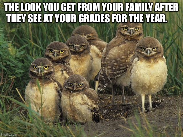 Angry Parliament of Owls | THE LOOK YOU GET FROM YOUR FAMILY AFTER THEY SEE AT YOUR GRADES FOR THE YEAR. | image tagged in owl | made w/ Imgflip meme maker