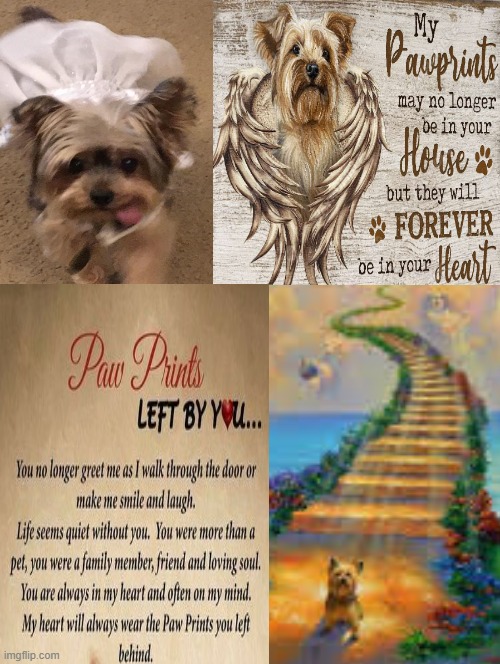 Going Across the rainbow bridge! | image tagged in stairway to heaven | made w/ Imgflip meme maker