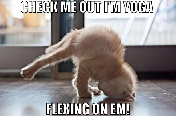 I HAVE CLASSES MORNING , NOON AND NIGHT! | CHECK ME OUT I'M YOGA; FLEXING ON EM! | image tagged in yoga kitty,meme | made w/ Imgflip meme maker