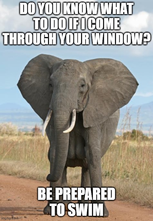 Float | DO YOU KNOW WHAT TO DO IF I COME THROUGH YOUR WINDOW? BE PREPARED TO SWIM | image tagged in elephant | made w/ Imgflip meme maker