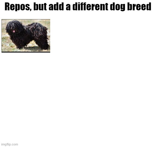 This ,,project,, was actually made by me, but you can repost it and share your favorite dog | Repos, but add a different dog breed | image tagged in blank white template,dogs | made w/ Imgflip meme maker