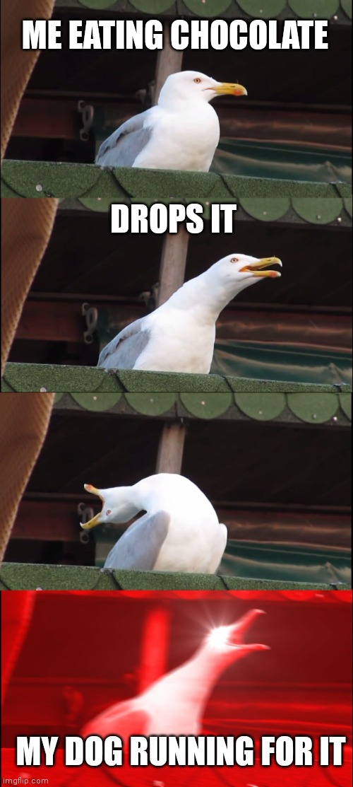 Inhaling Seagull | ME EATING CHOCOLATE; DROPS IT; MY DOG RUNNING FOR IT | image tagged in memes,inhaling seagull | made w/ Imgflip meme maker