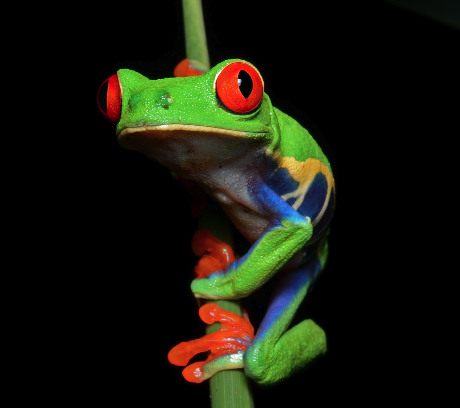 curious tree frog Blank Meme Template