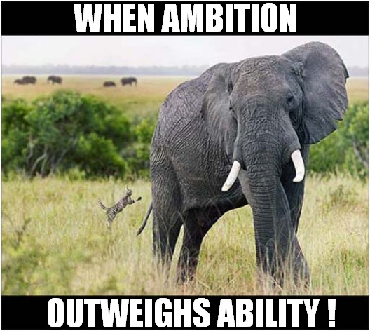 Cat Vs Elephant ! | WHEN AMBITION; OUTWEIGHS ABILITY ! | image tagged in cats,elephant,ambition,ability | made w/ Imgflip meme maker