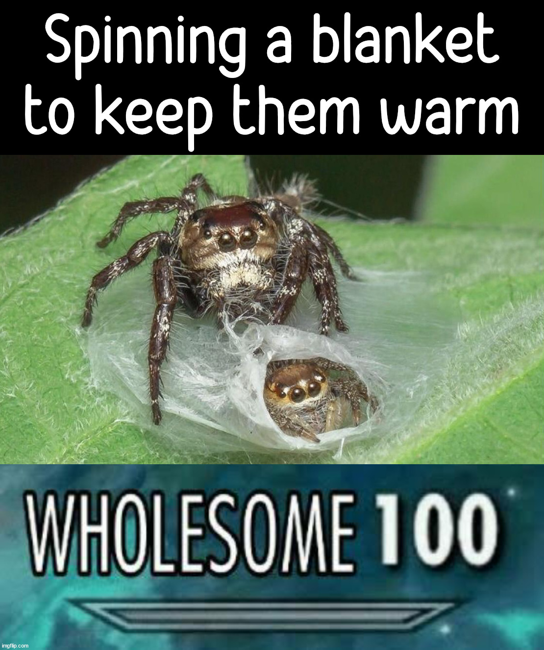 Spinning a web blanket because they are cold |  Spinning a blanket to keep them warm | image tagged in wholesome 100,spider,blanket,web,cold | made w/ Imgflip meme maker