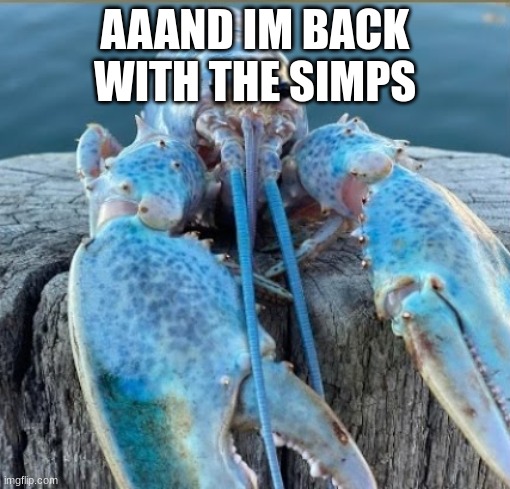 lobber my beloved | AAAND IM BACK WITH THE SIMPS | image tagged in lobber my beloved | made w/ Imgflip meme maker