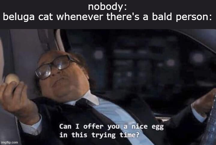 i am an avid watcher of beluga's videos and they're funny most of the time | nobody:
beluga cat whenever there's a bald person: | image tagged in can i offer you a nice egg in this trying time,beluga,cat,youtube,memes,discord | made w/ Imgflip meme maker