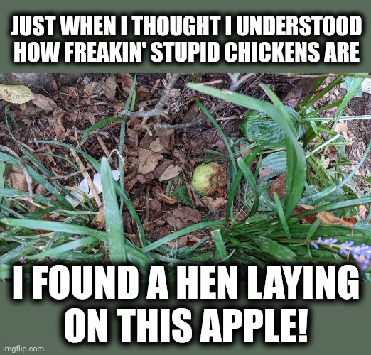 She's been in that hole for a few days.  Now I know why! | JUST WHEN I THOUGHT I UNDERSTOOD
HOW FREAKIN' STUPID CHICKENS ARE; I FOUND A HEN LAYING
ON THIS APPLE! | image tagged in memes,chicken,hen,apple,brooding,country problems | made w/ Imgflip meme maker
