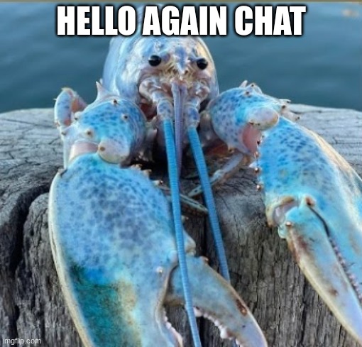 lobber my beloved | HELLO AGAIN CHAT | image tagged in lobber my beloved | made w/ Imgflip meme maker