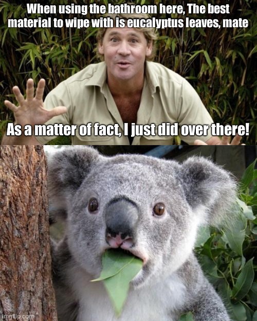 A message from the late Steve Irwin | When using the bathroom here, The best material to wipe with is eucalyptus leaves, mate; As a matter of fact, I just did over there! | image tagged in steve irwin crocodile hunter,memes,surprised koala | made w/ Imgflip meme maker