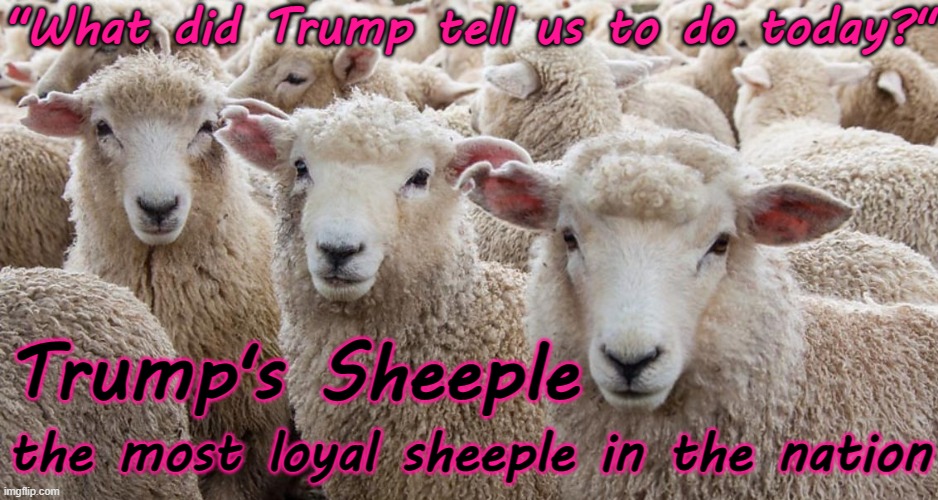 Trump's Sheeple - the most loyal sheeple in the nation | "What did Trump tell us to do today?"; Trump's Sheeple; the most loyal sheeple in the nation | image tagged in trump,republican,alt-right,white supremacism,terrorism,treason | made w/ Imgflip meme maker