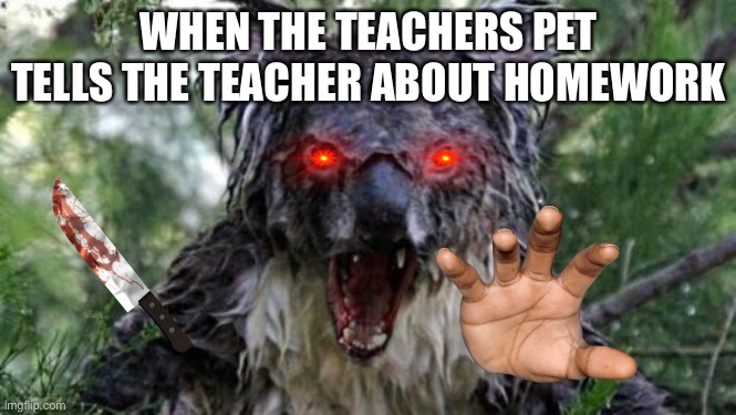 Angry Koala Meme | WHEN THE TEACHERS PET TELLS THE TEACHER ABOUT HOMEWORK | image tagged in memes,angry koala | made w/ Imgflip meme maker