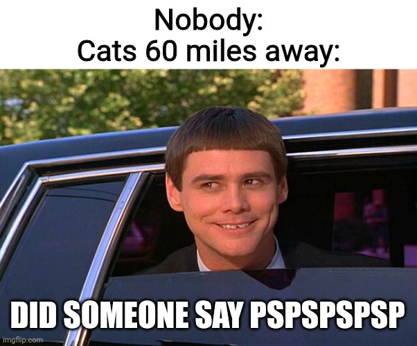 Did someone say whisky? | Nobody:
Cats 60 miles away:; DID SOMEONE SAY PSPSPSPSP | image tagged in did someone say whisky,memes,funny | made w/ Imgflip meme maker