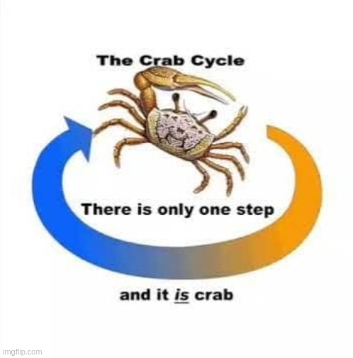 The Crab Cycle | image tagged in the crab cycle | made w/ Imgflip meme maker