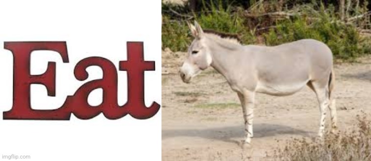 Donkey | image tagged in donkey,eating | made w/ Imgflip meme maker