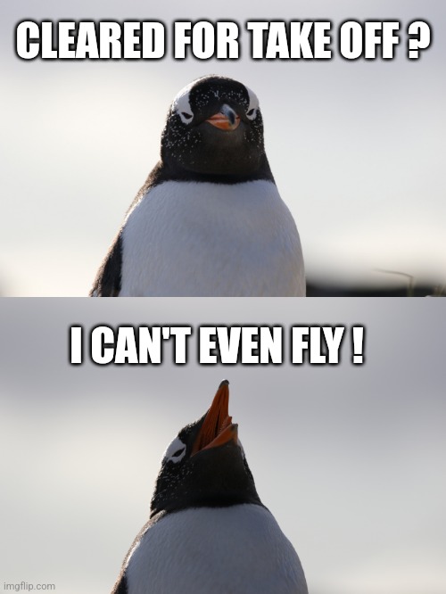 CLEARED FOR TAKE OFF ? I CAN'T EVEN FLY ! | image tagged in penguin | made w/ Imgflip meme maker