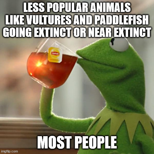 But That's None Of My Business | LESS POPULAR ANIMALS LIKE VULTURES AND PADDLEFISH GOING EXTINCT OR NEAR EXTINCT; MOST PEOPLE | image tagged in memes,but that's none of my business,kermit the frog | made w/ Imgflip meme maker