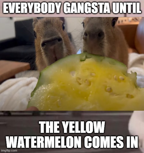 those are capybaras | EVERYBODY GANGSTA UNTIL; THE YELLOW WATERMELON COMES IN | image tagged in watermelon,everybody gangsta until,capybara,yellow,cloudy with a chance of meatballs,funny | made w/ Imgflip meme maker