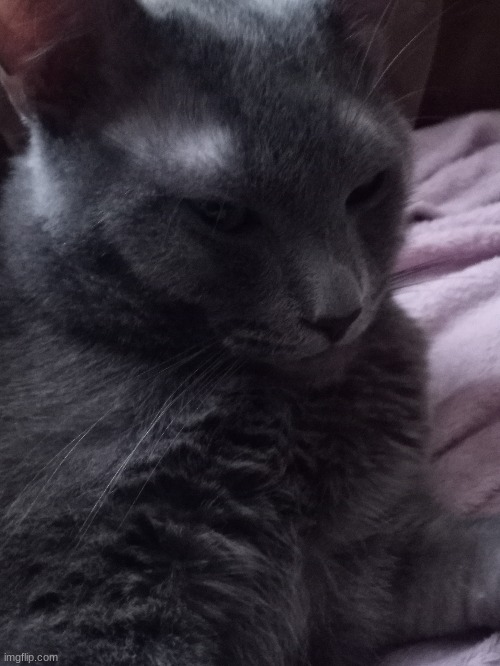 Another picture of my cat Harley :) | image tagged in cats | made w/ Imgflip meme maker