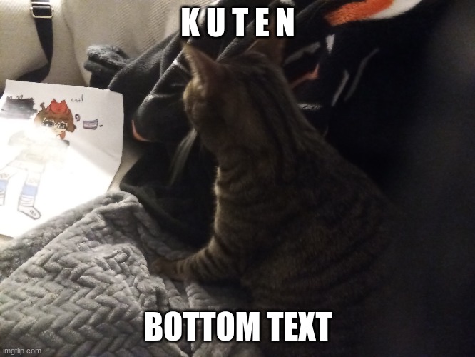 This is my cat, and I love her | K U T E N; BOTTOM TEXT | image tagged in -v- | made w/ Imgflip meme maker