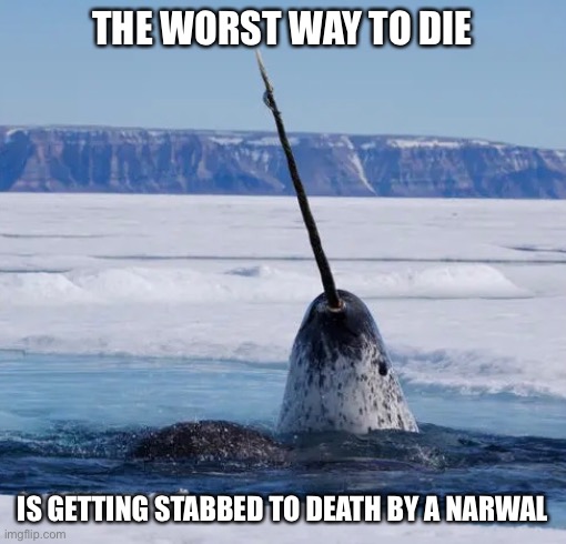 THE WORST WAY TO DIE; IS GETTING STABBED TO DEATH BY A NARWAL | image tagged in memes,facts,not funny,die,narwal,cute animals | made w/ Imgflip meme maker