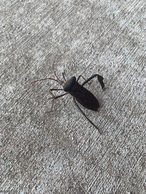 Type of leaf legged bug | made w/ Imgflip meme maker
