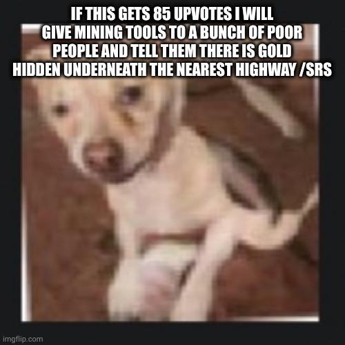 wank dog | IF THIS GETS 85 UPVOTES I WILL GIVE MINING TOOLS TO A BUNCH OF POOR PEOPLE AND TELL THEM THERE IS GOLD HIDDEN UNDERNEATH THE NEAREST HIGHWAY /SRS | image tagged in wank dog | made w/ Imgflip meme maker