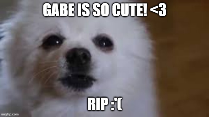 Gabe the dog | GABE IS SO CUTE! <3; RIP :'( | image tagged in gabe the dog,aww,rip,rip gabe the dog | made w/ Imgflip meme maker