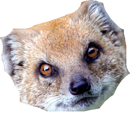 High Quality mongoose head Blank Meme Template