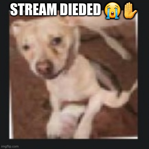 wank dog | STREAM DIEDED 😭✋ | image tagged in wank dog | made w/ Imgflip meme maker