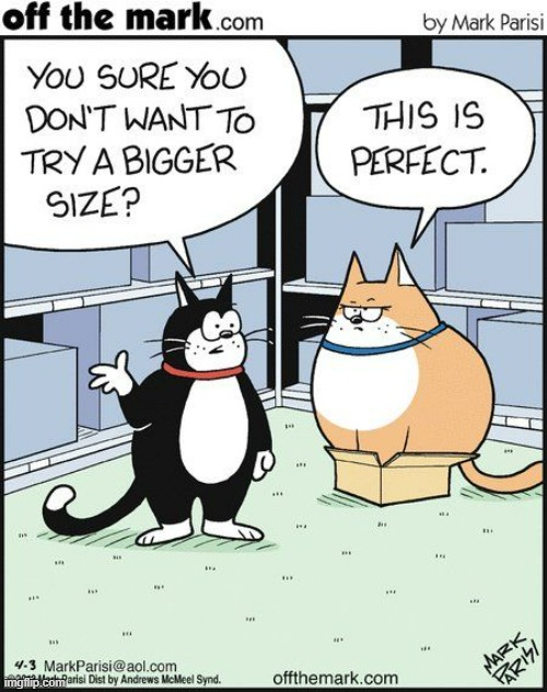 image tagged in memes,comics,cats,box,size,perfect | made w/ Imgflip meme maker