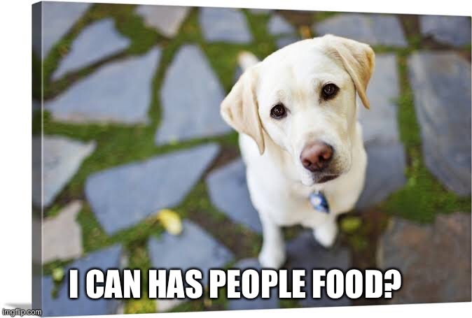 Dog sentiment. | I CAN HAS PEOPLE FOOD? | image tagged in sitting dog | made w/ Imgflip meme maker