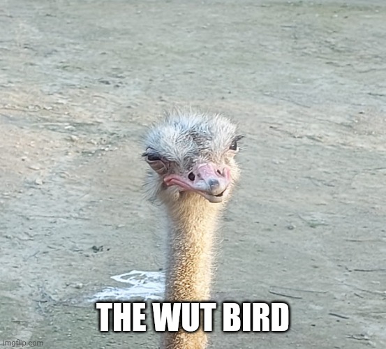 It's me | THE WUT BIRD | image tagged in the wut bird | made w/ Imgflip meme maker