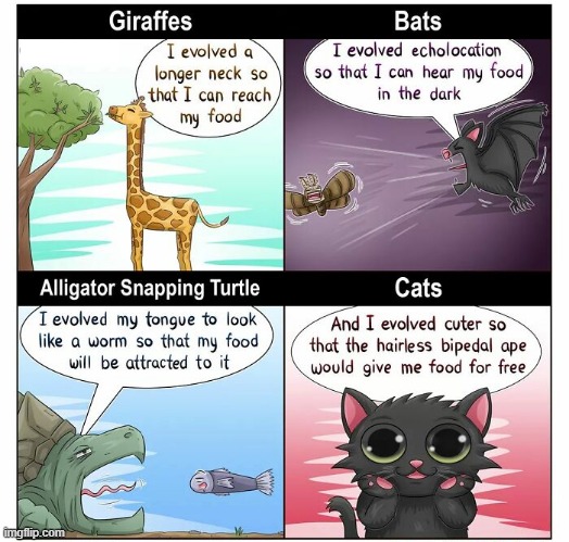 Stupid Cats | image tagged in comics | made w/ Imgflip meme maker