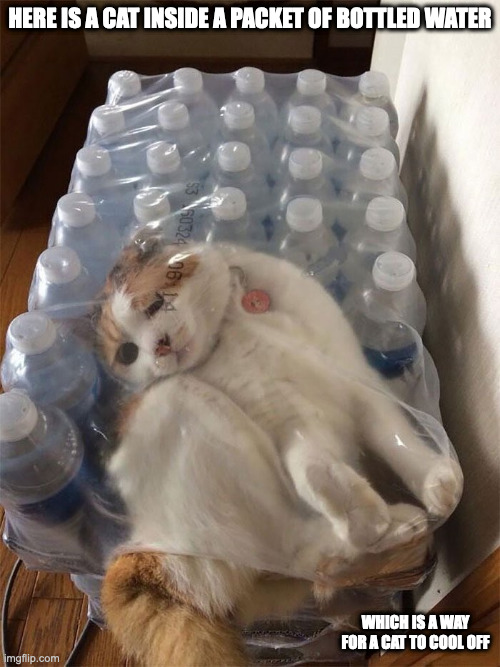 Cat Inside Pack of Bottled Water | HERE IS A CAT INSIDE A PACKET OF BOTTLED WATER; WHICH IS A WAY FOR A CAT TO COOL OFF | image tagged in cats,memes | made w/ Imgflip meme maker