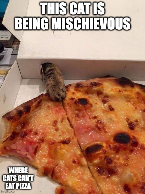 Cat With Paw Through Pizza Box | THIS CAT IS BEING MISCHIEVOUS; WHERE CATS CAN'T EAT PIZZA | image tagged in food,memes,cats,pizza | made w/ Imgflip meme maker