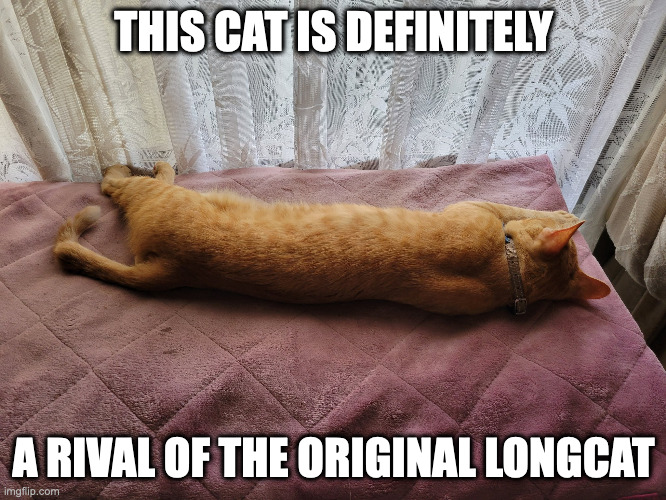 IRL Long Cat | THIS CAT IS DEFINITELY; A RIVAL OF THE ORIGINAL LONGCAT | image tagged in cats,memes | made w/ Imgflip meme maker