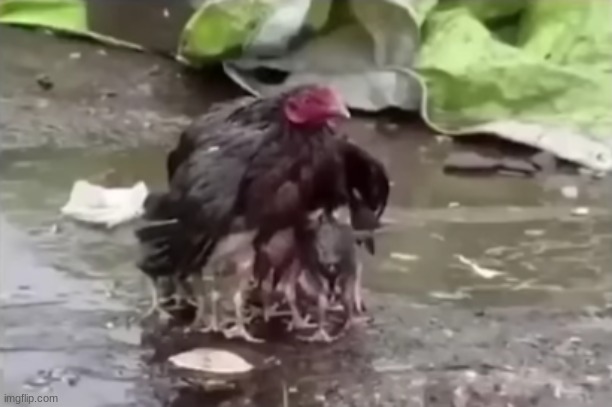 cook the happy family | made w/ Imgflip meme maker