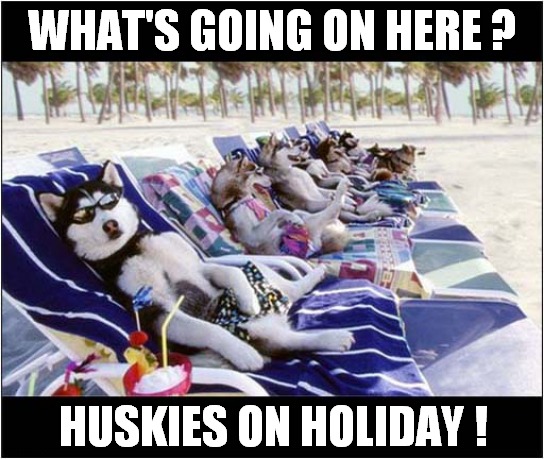 To Make You Smile ! | WHAT'S GOING ON HERE ? HUSKIES ON HOLIDAY ! | image tagged in dogs,husky,beach,holidays,vacation,to make you smile | made w/ Imgflip meme maker