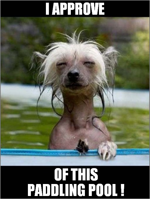 A Happy Mexican Hairless ! | I APPROVE; OF THIS PADDLING POOL ! | image tagged in dogs,approval,paddling,pool,mexican hairless | made w/ Imgflip meme maker